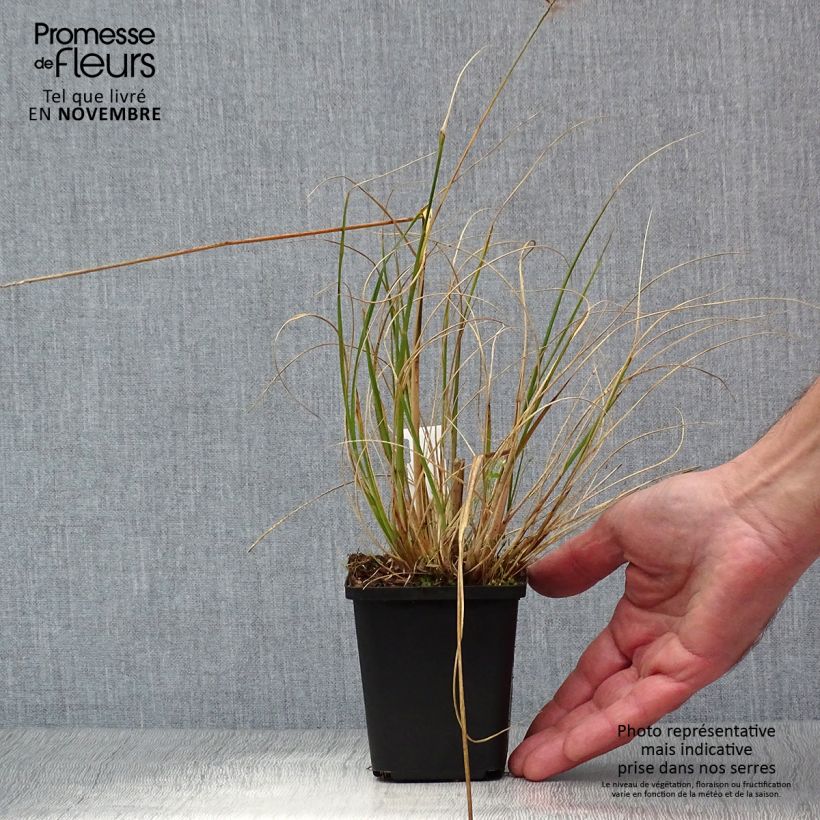 Amostra de Pennisetum alopecuroides Hameln Vaso de 8/9 cm tal como entregue no outono