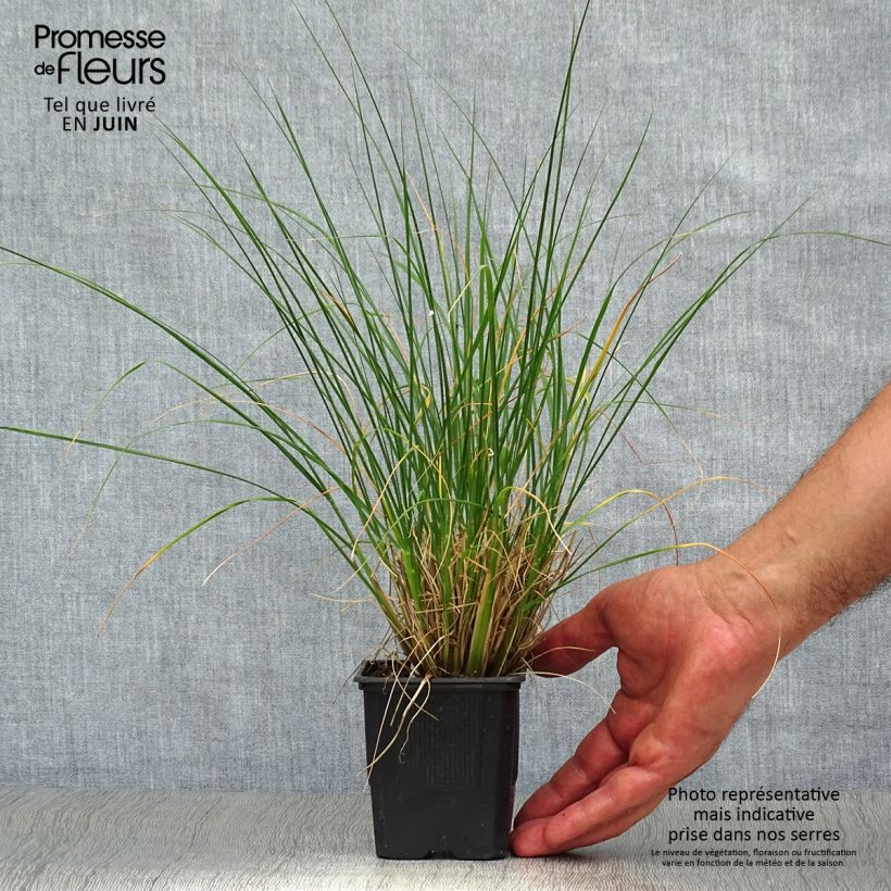 Amostra de Pennisetum alopecuroides Hameln Vaso de 8/9 cm tal como entregue no verão