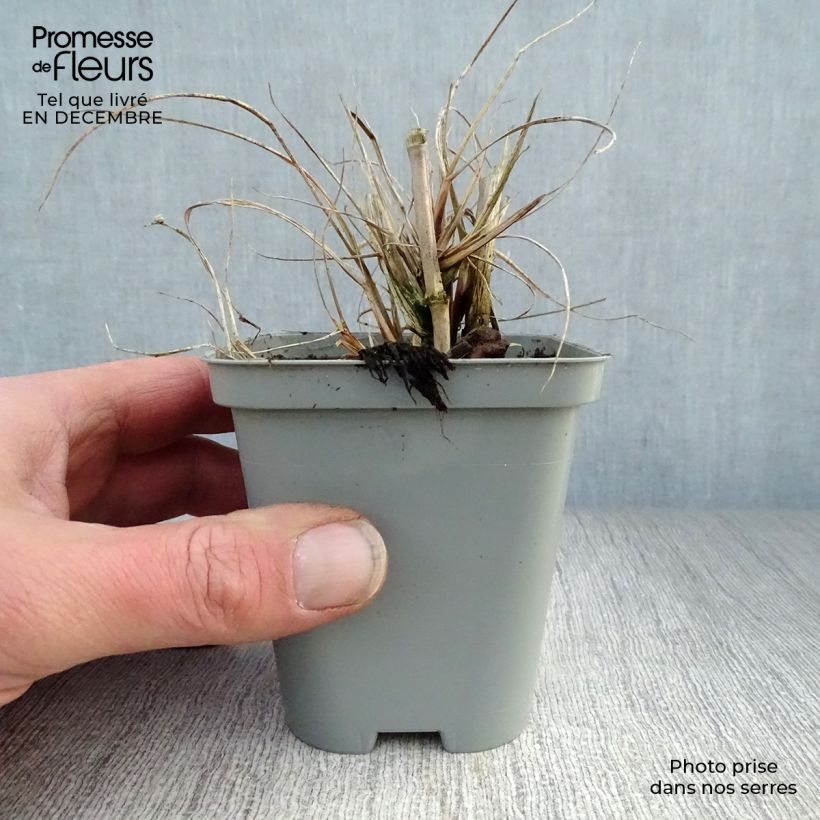 Amostra de Pennisetum alopecuroides Hameln - Herbe aux écouvillons Vaso de 8/9 cm tal como entregue no inverno