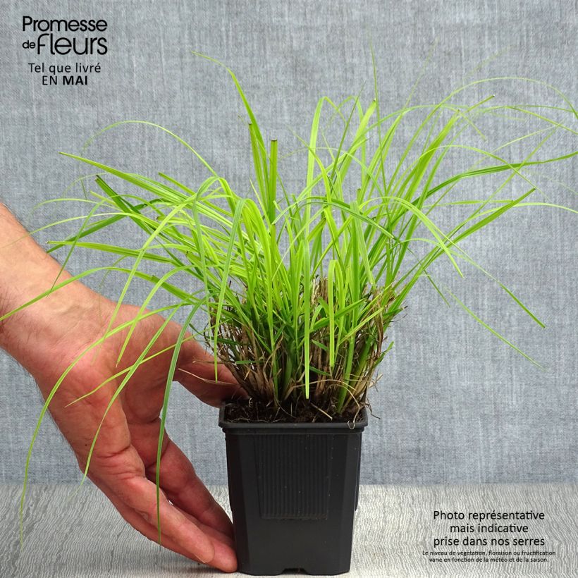 Amostra de Pennisetum alopecuroides Hameln Vaso de 8/9 cm tal como entregue na primavera
