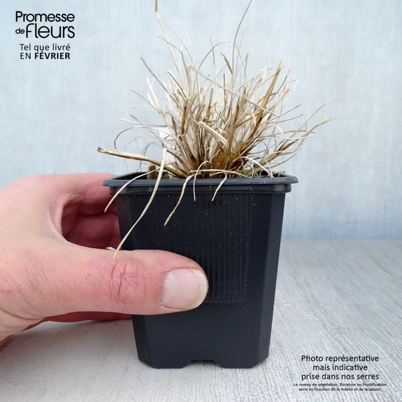 Amostra de Pennisetum alopecuroides Hameln Gold Vaso de 8/9 cm tal como entregue no inverno