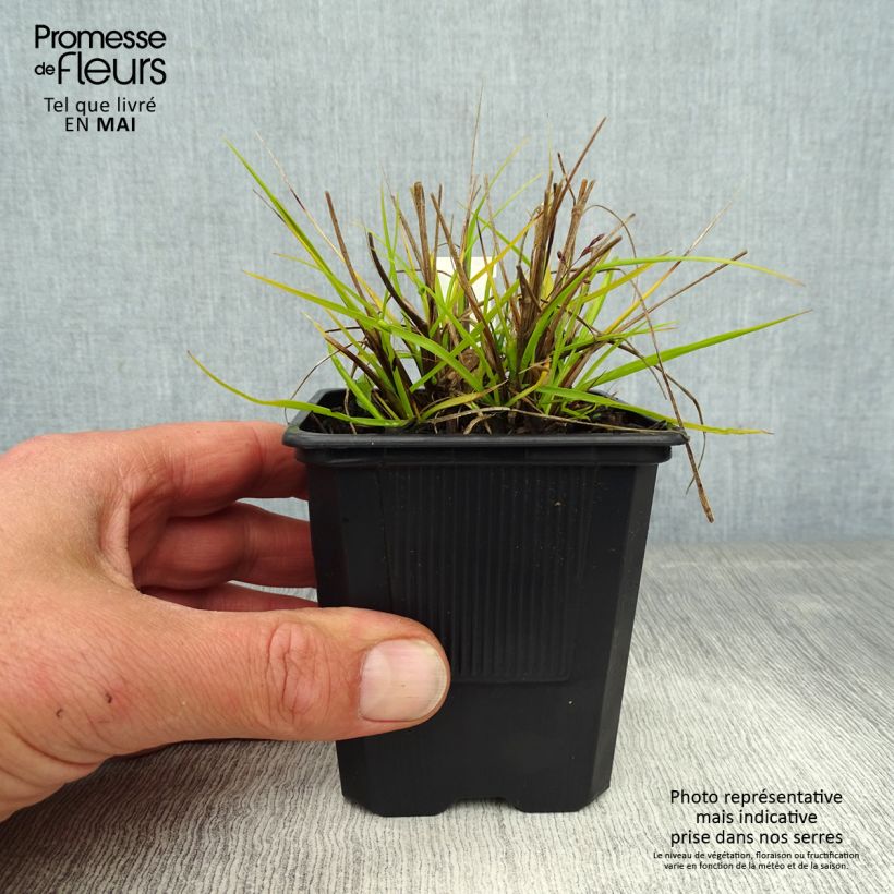 Amostra de Pennisetum alopecuroides Hameln Gold Vaso de 8/9 cm tal como entregue na primavera