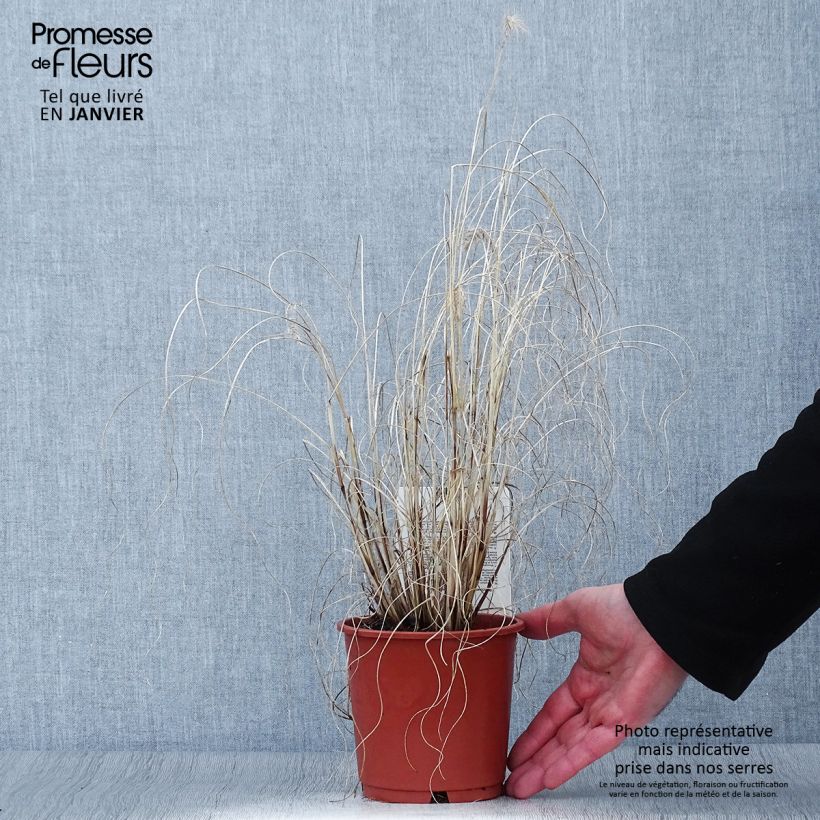 Amostra de Pennisetum alopecuroides Hameln Gold Vaso de 1 L/1,5 L tal como entregue no inverno