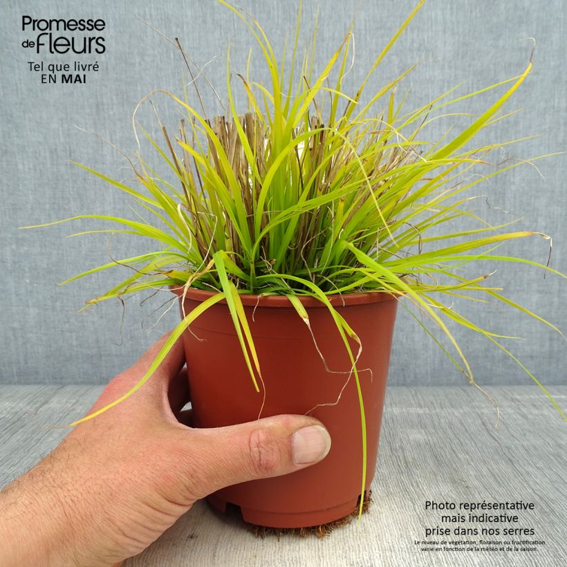 Amostra de Pennisetum alopecuroides Hameln Gold Vaso de 1 L/1,5 L tal como entregue na primavera