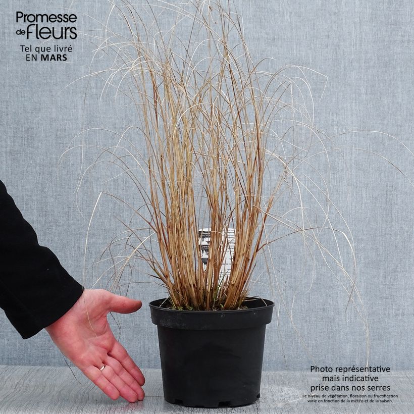 Amostra de Pennisetum alopecuroides Hameln - Herbe aux écouvillons Vaso de 2 L/3 L tal como entregue no inverno