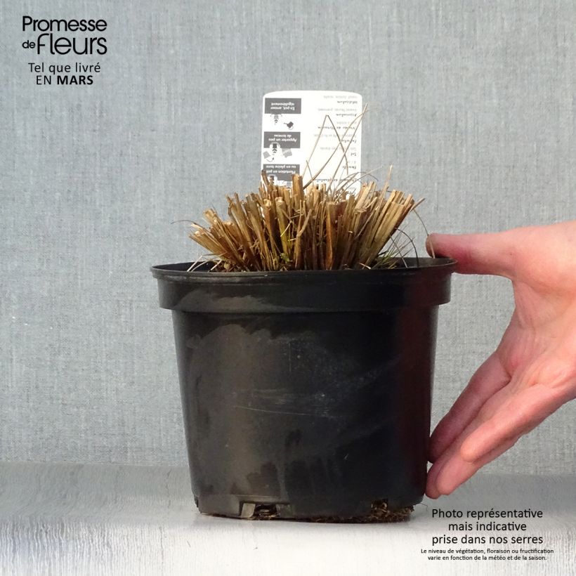 Amostra de Pennisetum alopecuroides Hameln Vaso de 2 L/3 L tal como entregue na primavera