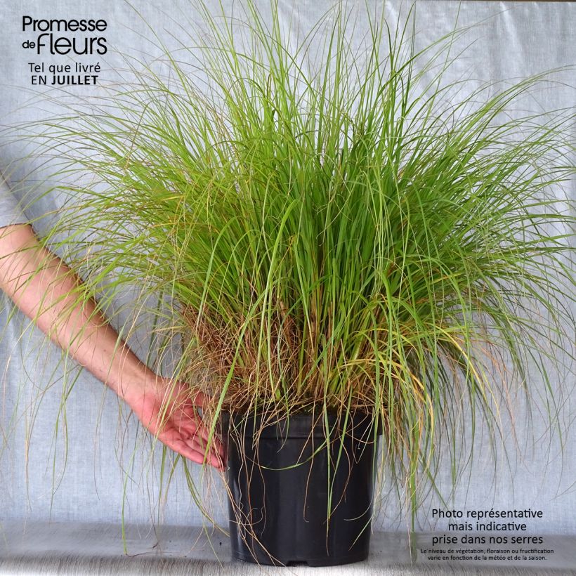 Amostra de Pennisetum alopecuroides Hameln Vaso de 7,5 L/10 L tal como entregue no verão