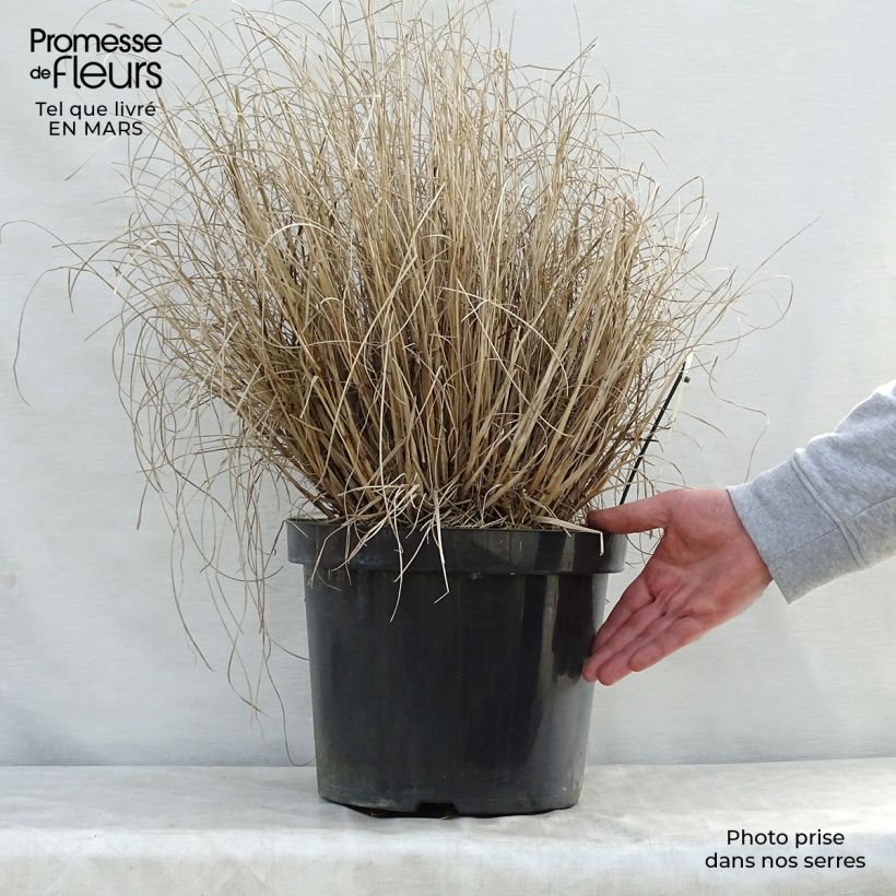 Amostra de Pennisetum alopecuroides Hameln Vaso de 7,5 L/10 L tal como entregue na primavera