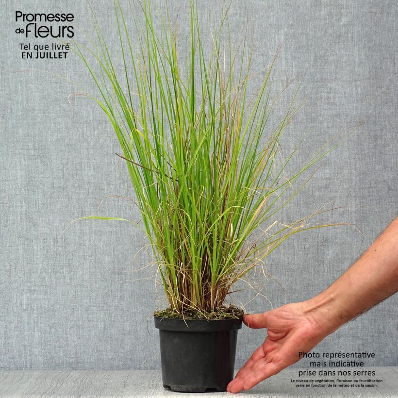 Amostra de Pennisetum alopecuroides Hameln Vaso de 1 L/1,5 L tal como entregue no verão