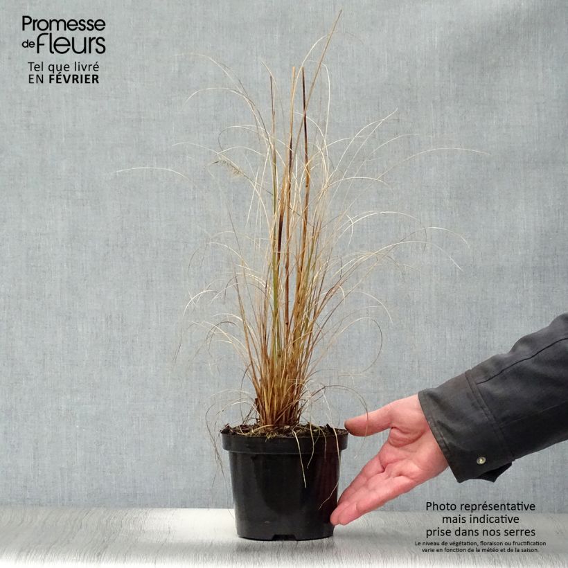 Amostra de Pennisetum alopecuroides Hameln - Herbe aux écouvillons Vaso de 1 L/1,5 L tal como entregue no inverno