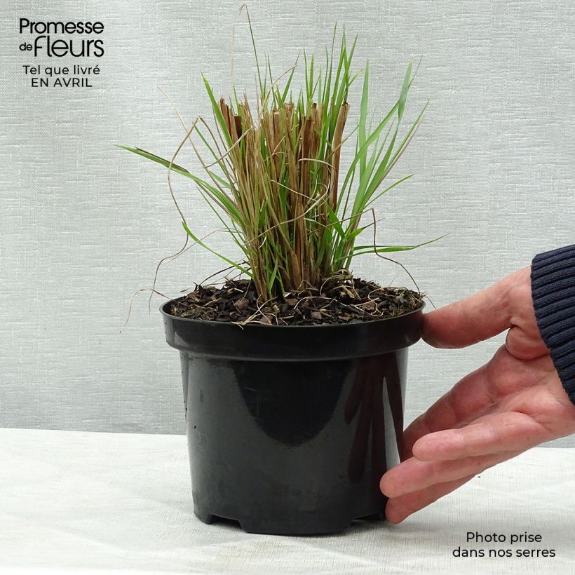 Amostra de Pennisetum alopecuroides Hameln Vaso de 1 L/1,5 L tal como entregue na primavera