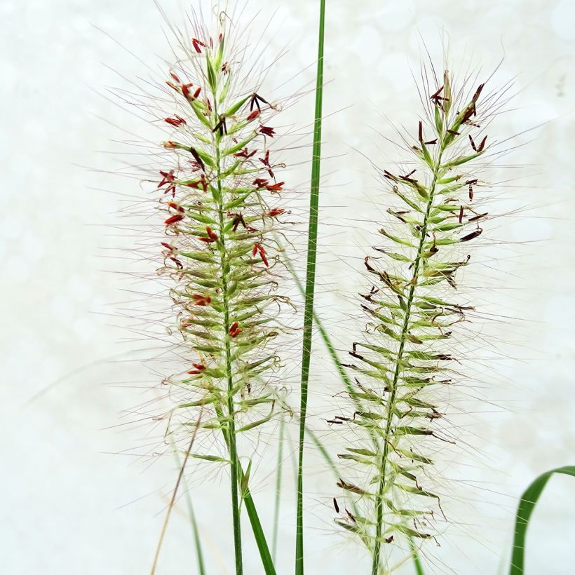 Pennisetum alopecuroides Herbstzauber (Floração)
