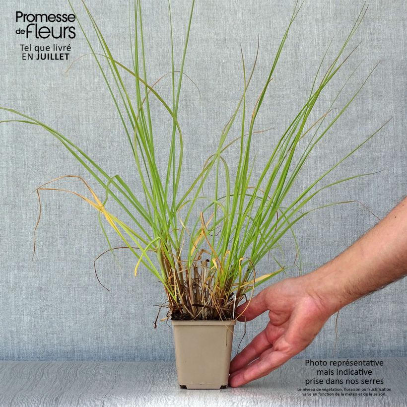 Amostra de Pennisetum alopecuroides Herbstzauber Vaso de 8/9 cm tal como entregue no verão