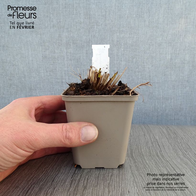 Amostra de Pennisetum alopecuroides Herbstzauber, Herbe aux écouvillons Vaso de 8/9 cm tal como entregue no inverno