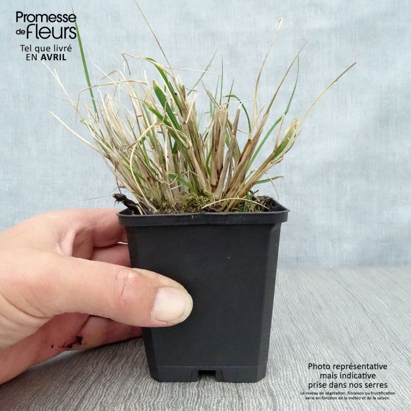 Amostra de Pennisetum alopecuroides Herbstzauber Vaso de 8/9 cm tal como entregue na primavera
