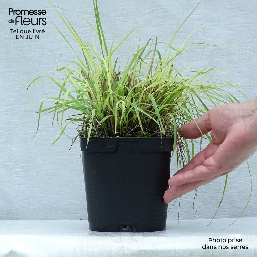 Amostra de Pennisetum alopecuroides Herbstzauber Vaso de 2 L/3 L tal como entregue no verão