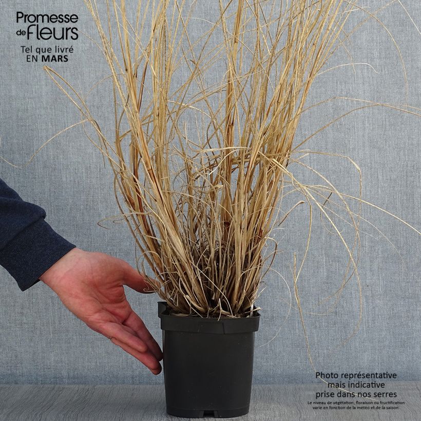 Amostra de Pennisetum alopecuroides Herbstzauber, Herbe aux écouvillons Vaso de 2 L/3 L tal como entregue no inverno