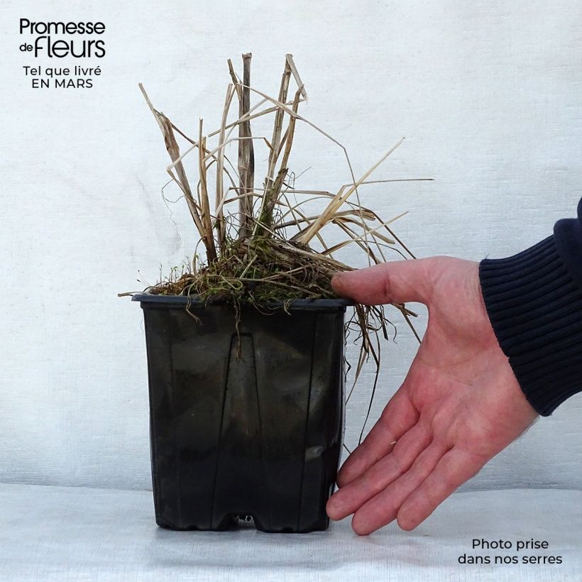 Amostra de Pennisetum alopecuroides Herbstzauber Vaso de 2 L/3 L tal como entregue na primavera