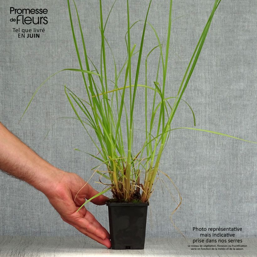 Amostra de Pennisetum alopecuroides Japonicum Vaso de 8/9 cm tal como entregue no verão