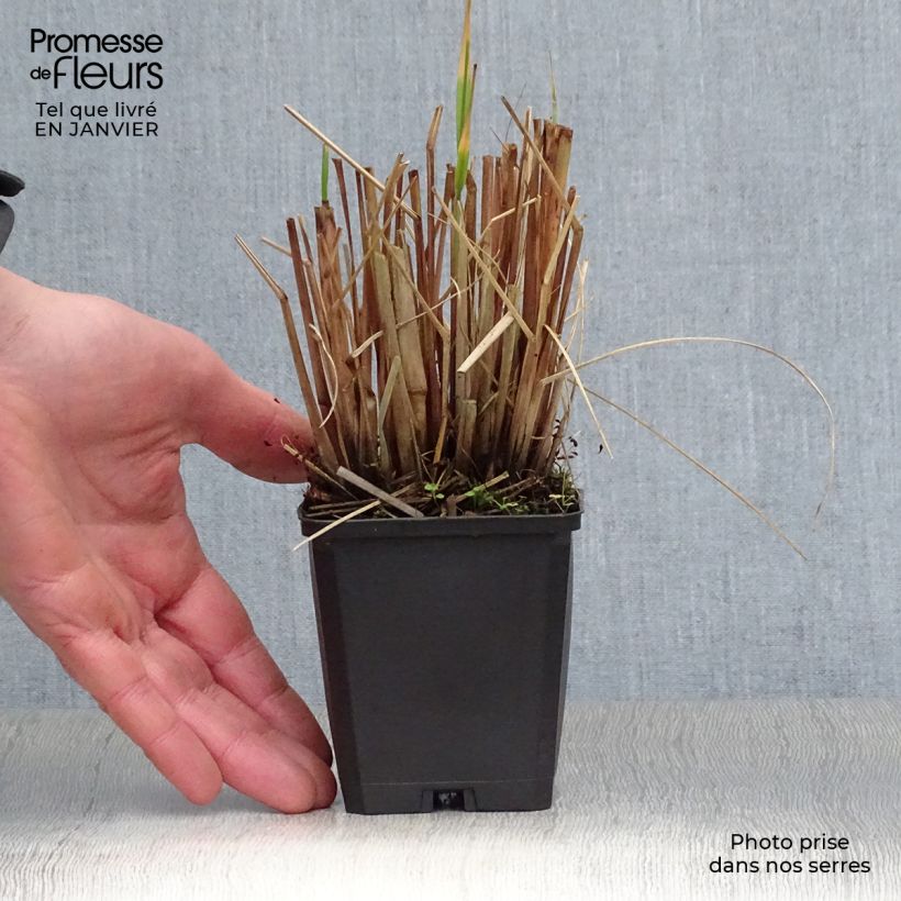 Amostra de Pennisetum alopecuroïdes Japonicum - Herbe aux écouvillons Vaso de 8/9 cm tal como entregue no inverno