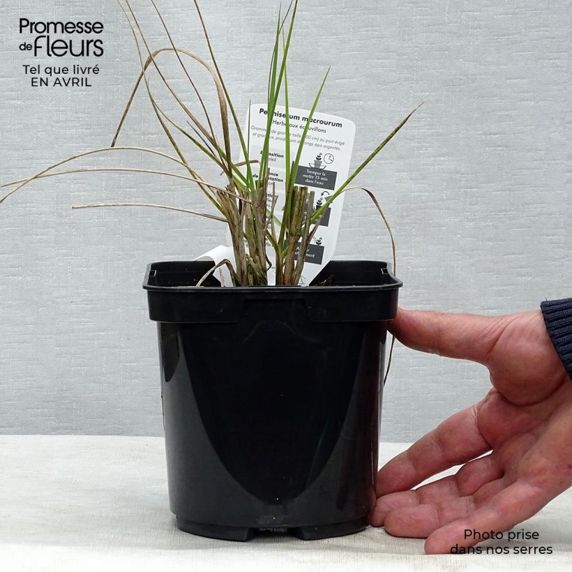 Amostra de Pennisetum alopecuroides Japonicum Vaso de 2 L/3 L tal como entregue na primavera