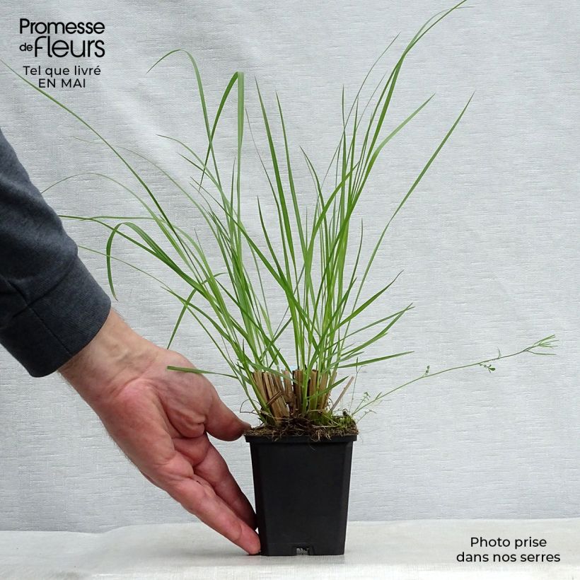 Amostra de Pennisetum alopecuroides Japonicum Vaso de 8/9 cm tal como entregue na primavera