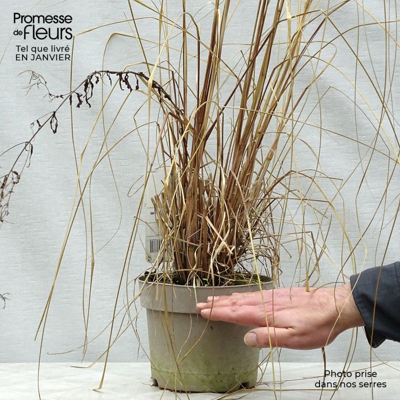 Amostra de Pennisetum alopecuroïdes Japonicum - Herbe aux écouvillons Vaso de 2 L/3 L tal como entregue no inverno