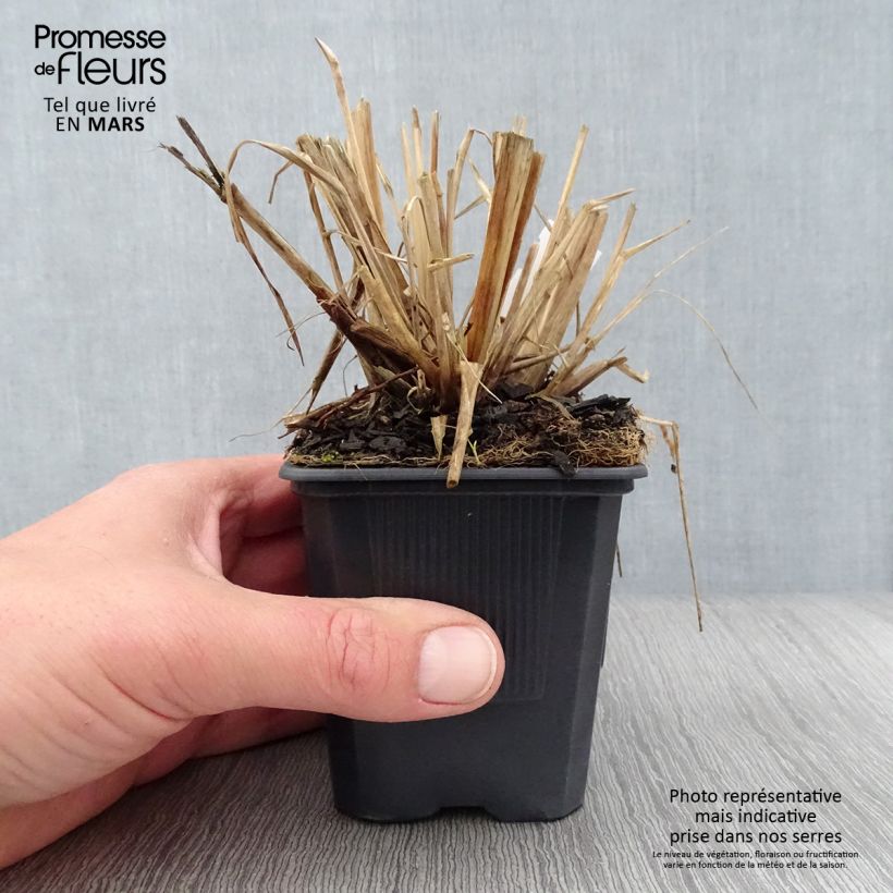 Amostra de Pennisetum alopecuroides Lepage Gold Vaso de 8/9 cm tal como entregue na primavera