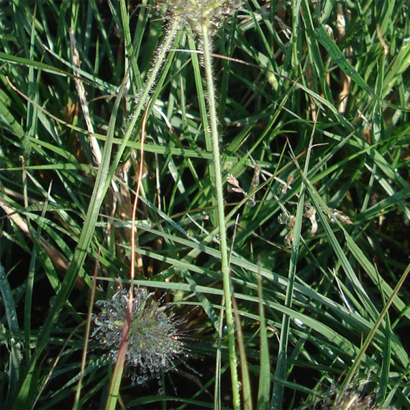 Pennisetum alopecuroides Little Bunny (Folhagem)