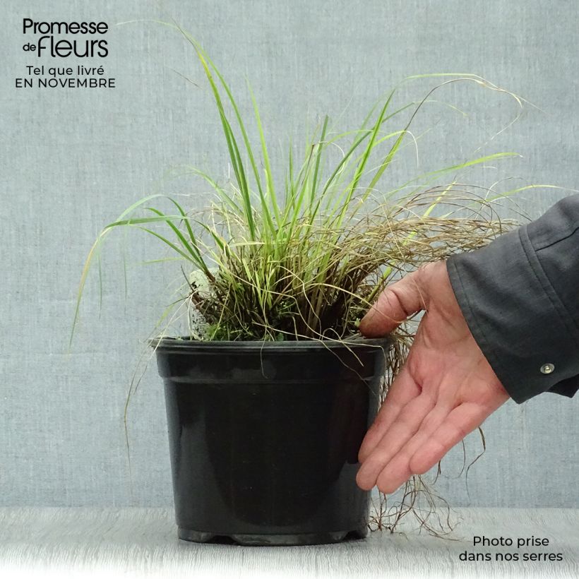 Amostra de Pennisetum alopecuroides Little Bunny Vaso de 2 L/3 L tal como entregue no outono