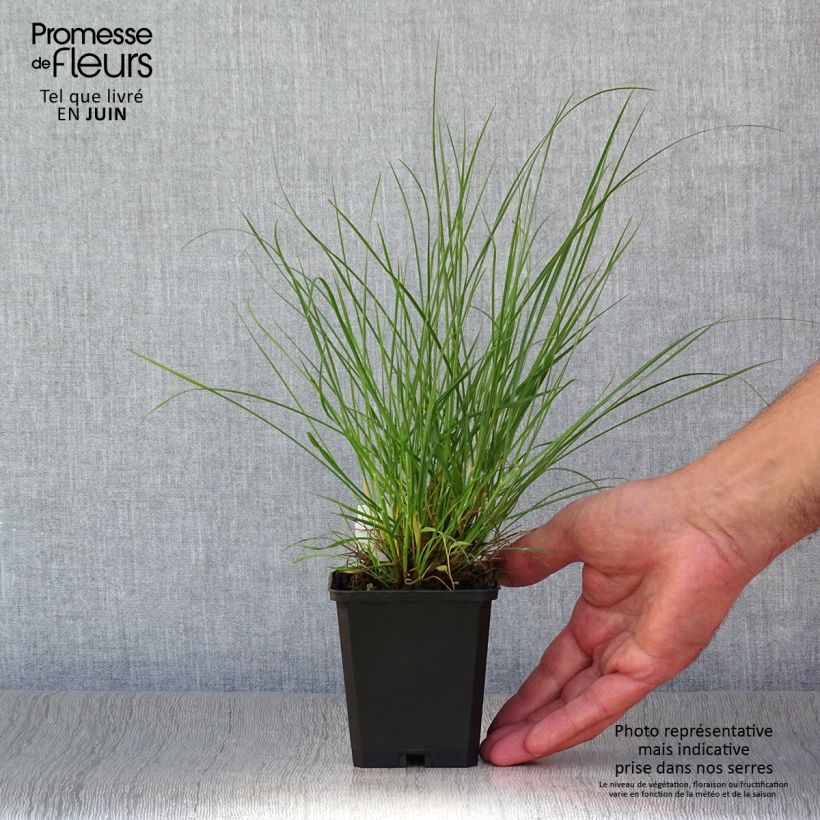 Amostra de Pennisetum alopecuroides Little Bunny Vaso de 8/9 cm tal como entregue no verão