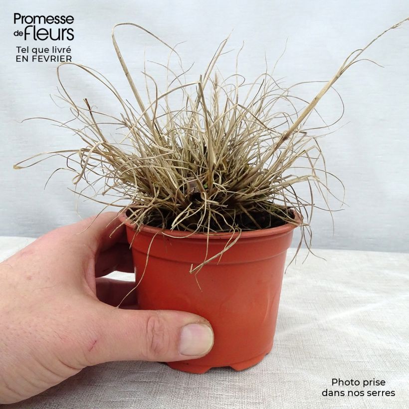 Amostra de Pennisetum alopecuroides Little Bunny Vaso de 8/9 cm tal como entregue no inverno