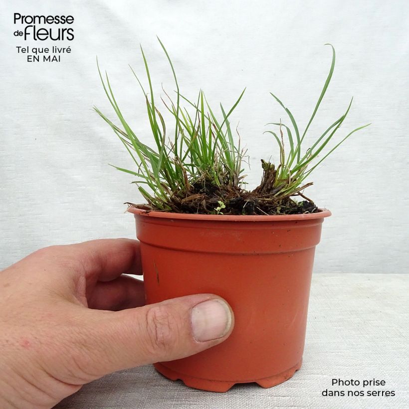 Amostra de Pennisetum alopecuroides Little Bunny Vaso de 8/9 cm tal como entregue na primavera