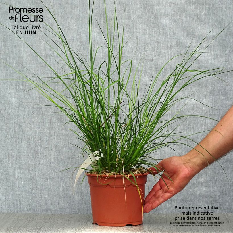 Amostra de Pennisetum alopecuroides Little Bunny Vaso de 2 L/3 L tal como entregue no verão