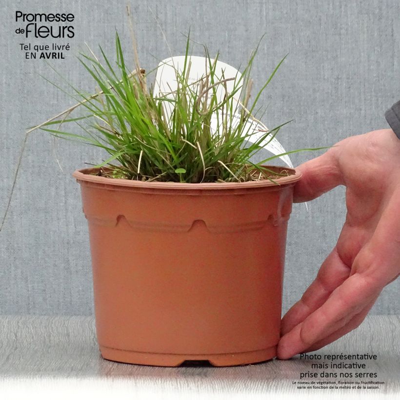 Amostra de Pennisetum alopecuroides Little Bunny Vaso de 2 L/3 L tal como entregue na primavera