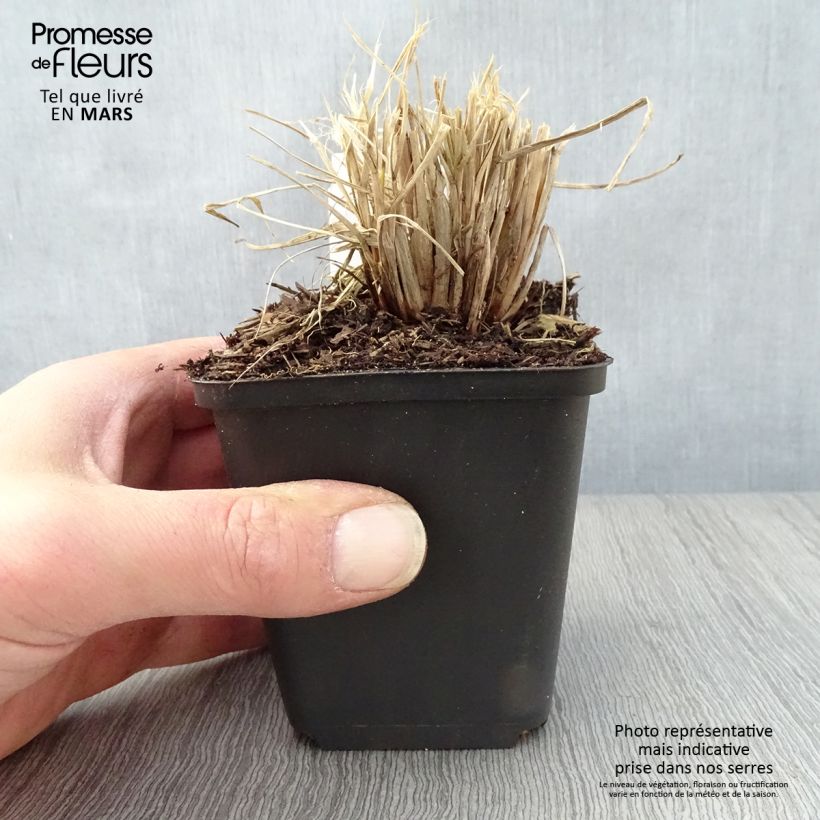 Amostra de Pennisetum alopecuroides Lumen Gold Vaso de 8/9 cm tal como entregue na primavera