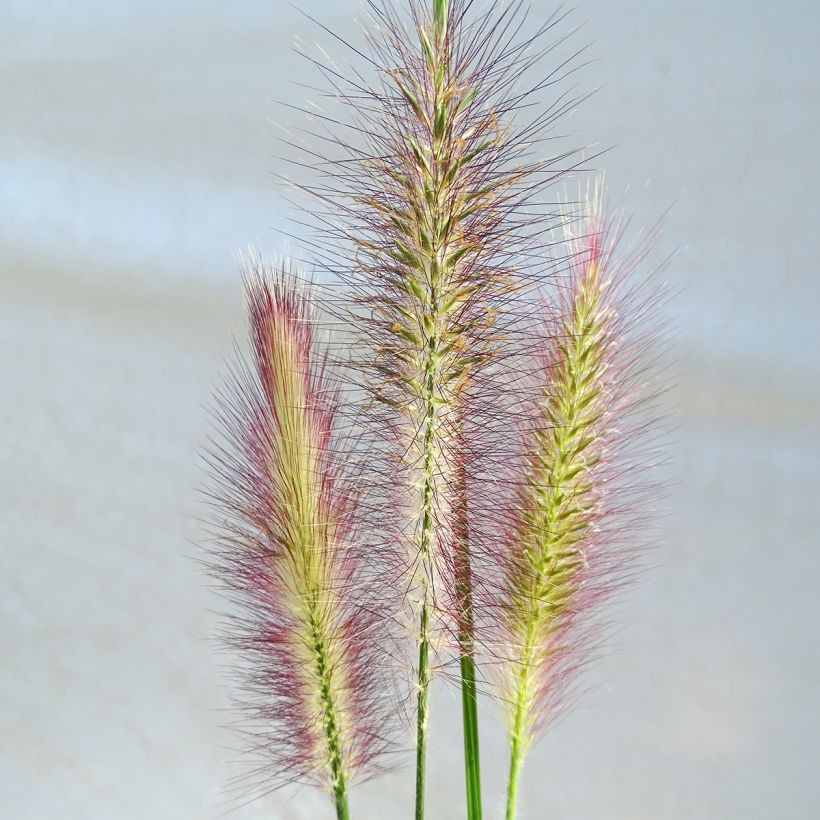 Pennisetum alopecuroides Magic (Floração)