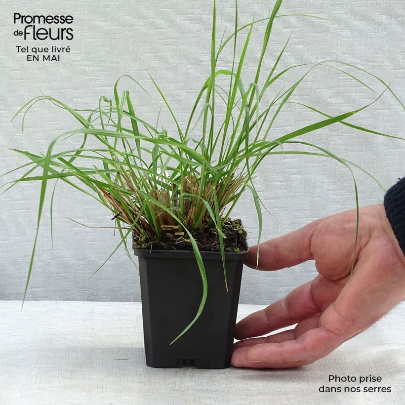 Amostra de Pennisetum alopecuroides Magic Vaso de 8/9 cm tal como entregue na primavera
