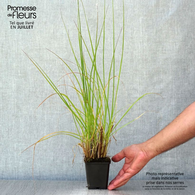 Amostra de Pennisetum alopecuroides Magic Vaso de 8/9 cm tal como entregue no verão