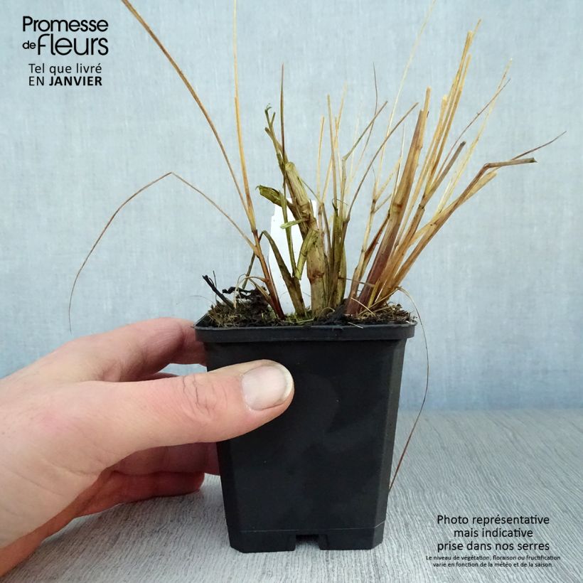 Amostra de Pennisetum alopecuroides Magic - Herbe aux écouvillons  Vaso de 8/9 cm tal como entregue no inverno