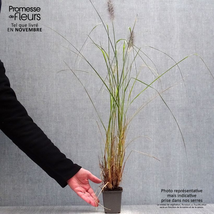 Amostra de Pennisetum alopecuroides Moudry Vaso de 8/9 cm tal como entregue no outono
