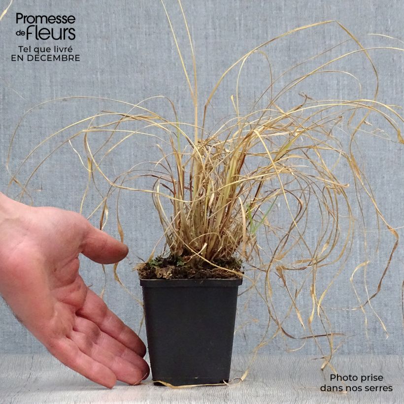 Amostra de Pennisetum alopecuroides Moudry Vaso de 8/9 cm tal como entregue no inverno