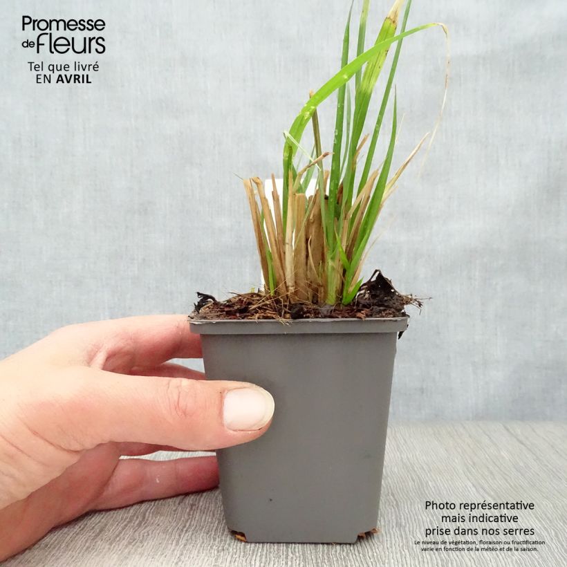 Amostra de Pennisetum alopecuroides Moudry Vaso de 8/9 cm tal como entregue na primavera