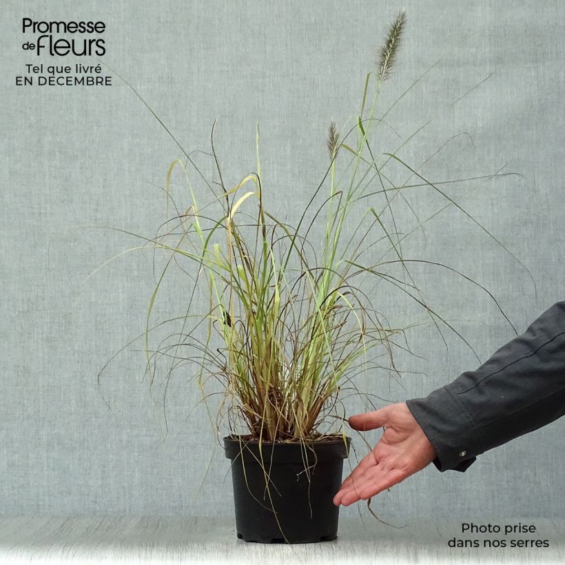 Amostra de Pennisetum alopecuroides Moudry Vaso de 2 L/3 L tal como entregue no inverno