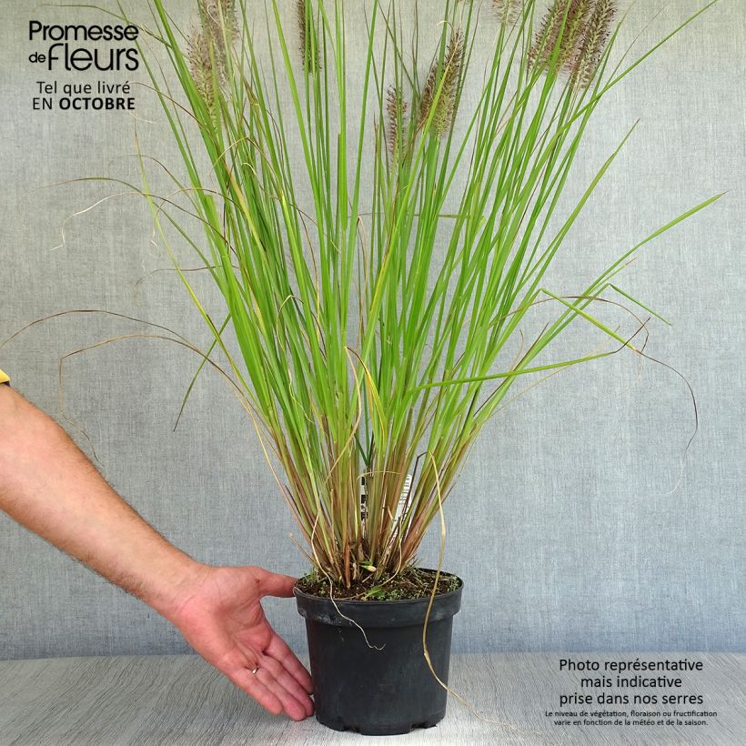 Amostra de Pennisetum alopecuroides Moudry Vaso de 2 L/3 L tal como entregue no outono