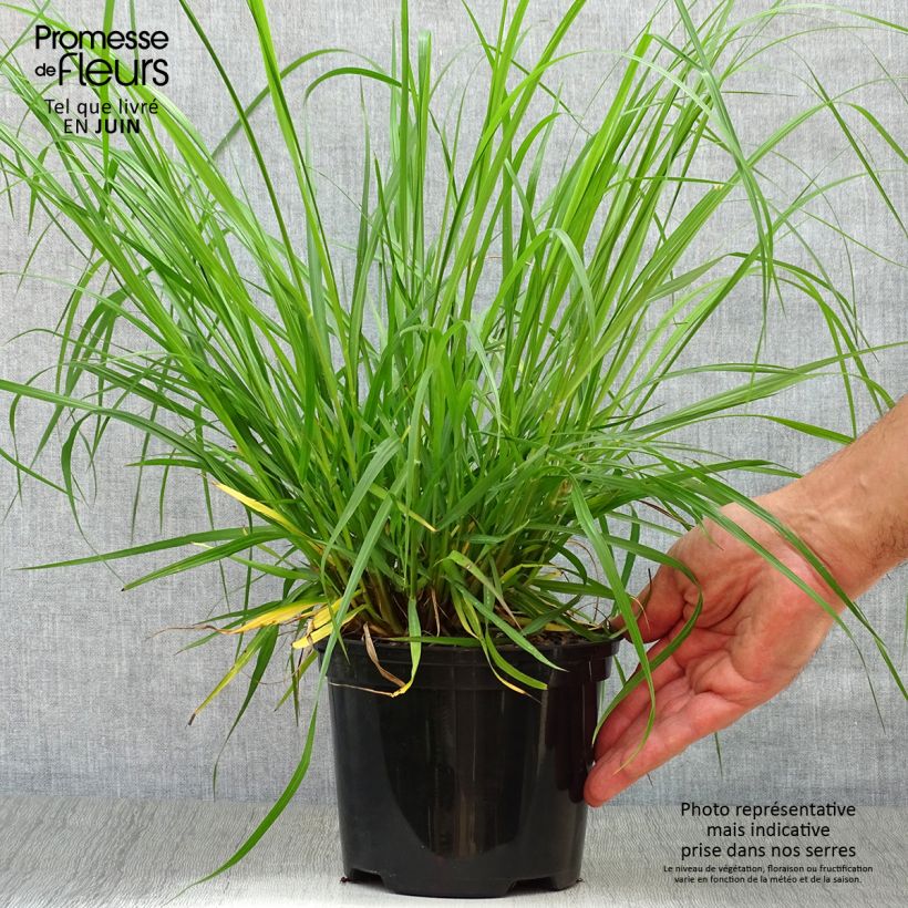 Amostra de Pennisetum alopecuroides Moudry Vaso de 2 L/3 L tal como entregue no verão