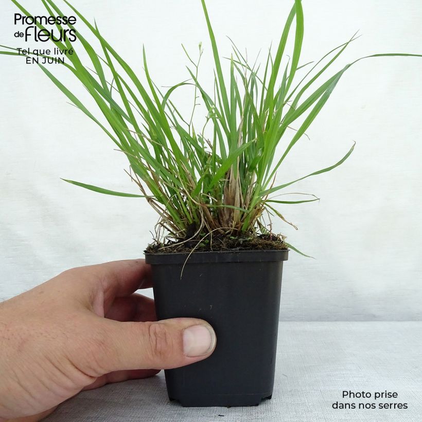 Amostra de Pennisetum alopecuroides Moudry Vaso de 8/9 cm tal como entregue no verão
