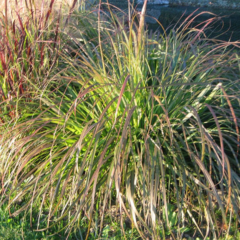 Pennisetum alopecuroides National Arboretum (Hábito)