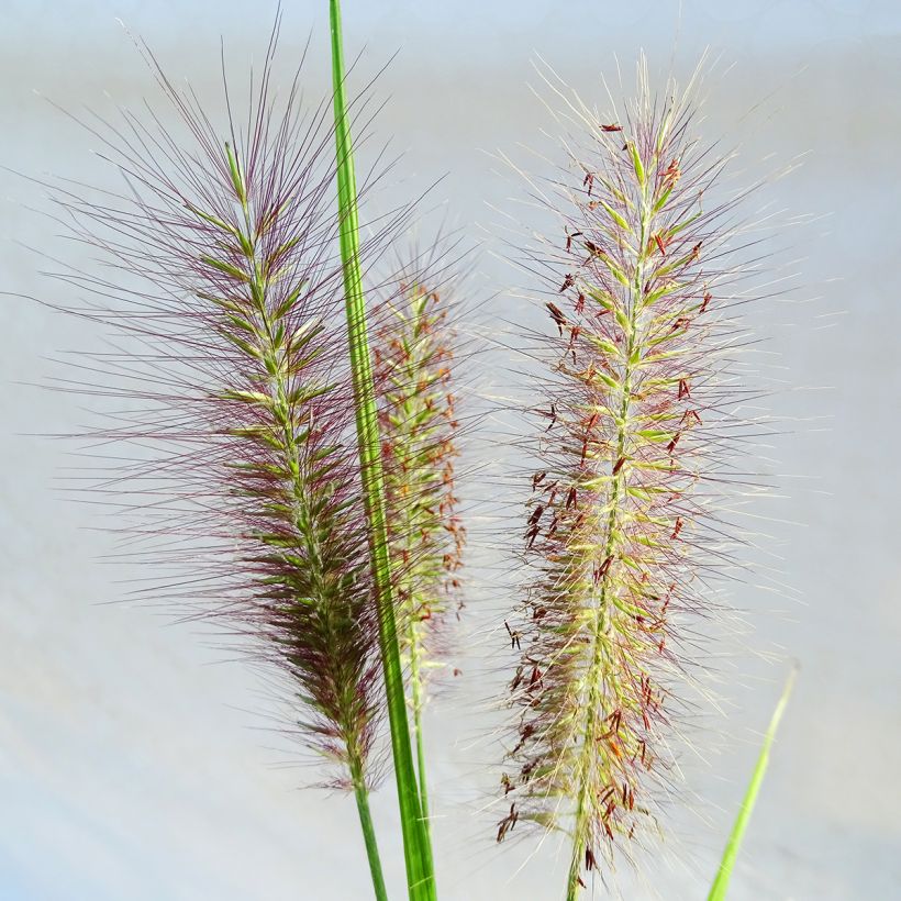 Pennisetum alopecuroides National Arboretum (Floração)