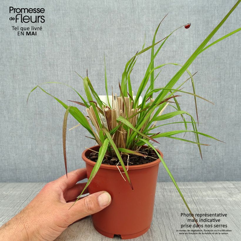 Amostra de Pennisetum alopecuroides National Arboretum Vaso de 1 L/1,5 L tal como entregue na primavera